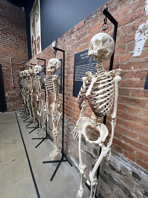 The Bone Museum 5