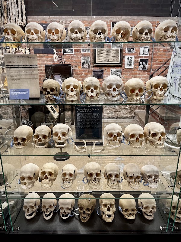 The Bone Museum 4
