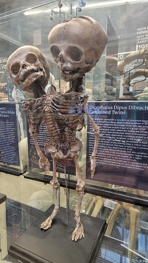 The Bone Museum 3