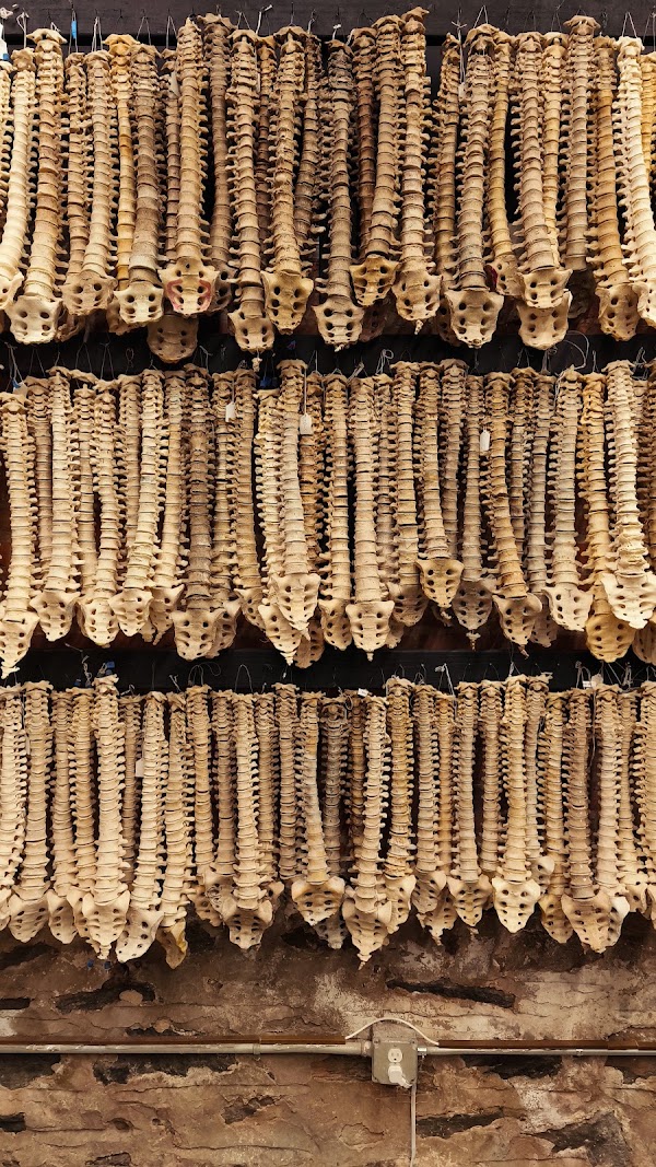 The Bone Museum 2
