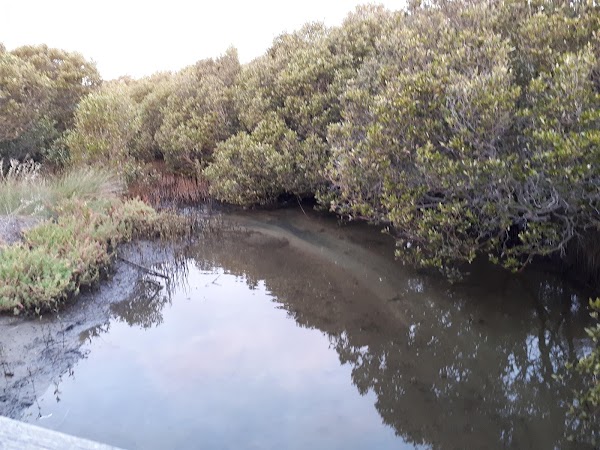 Mangrove Boardwalk 1