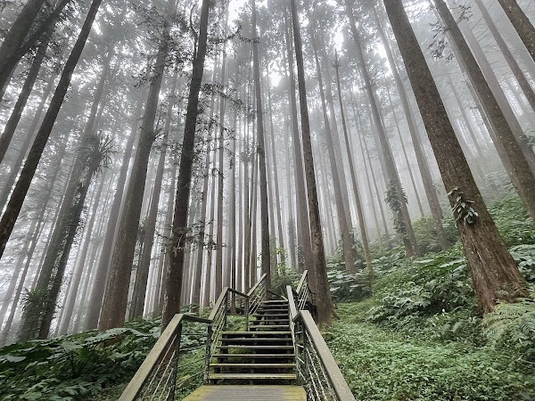 Fenqihu Cedar Boardwalk Trail 1