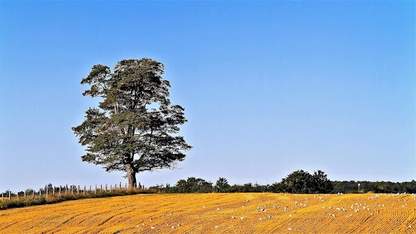 Flesherton 3