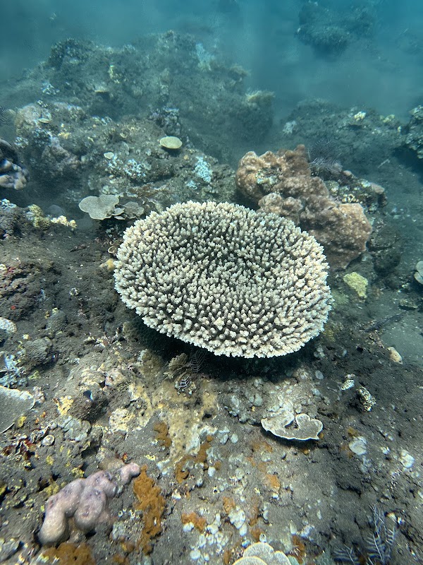 Jemeluk Bay snorkelling spot 2