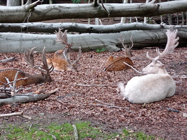 Deer Park Vejle