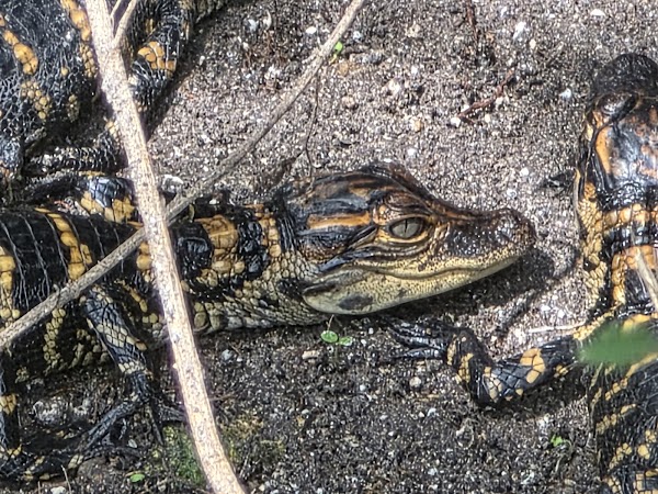 Everglades Airboat Tours Miami 3