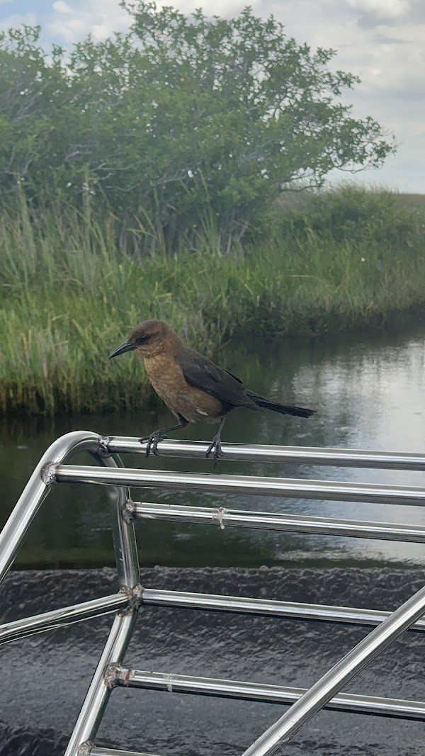 Everglades Airboat Tours Miami 2