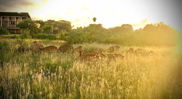 Deer Park Trincomalee