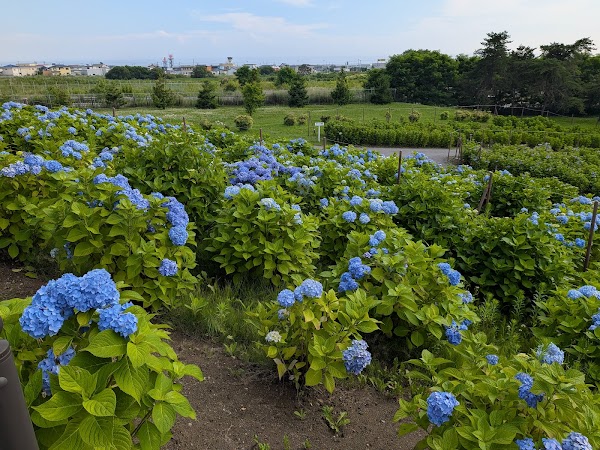 Hydrangea Garden in Hakodate City Forest