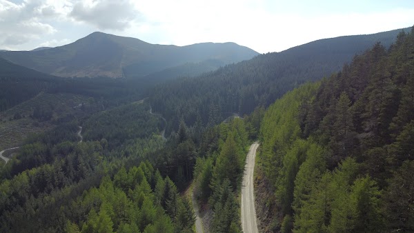 Whinlatter Forest