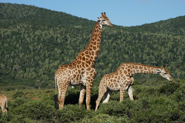 Kariega Game Reserve Eastern Cape