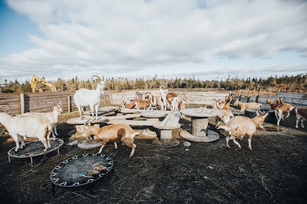 Ataraxy Farm 3
