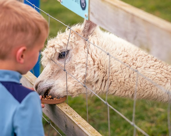Manorafon Farm Park 1