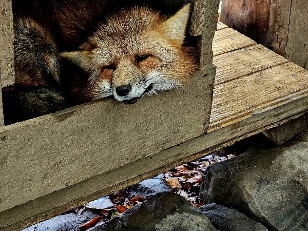 Zao Fox Village