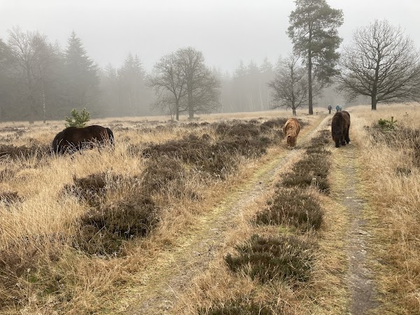 Boswachterij Odoorn 5