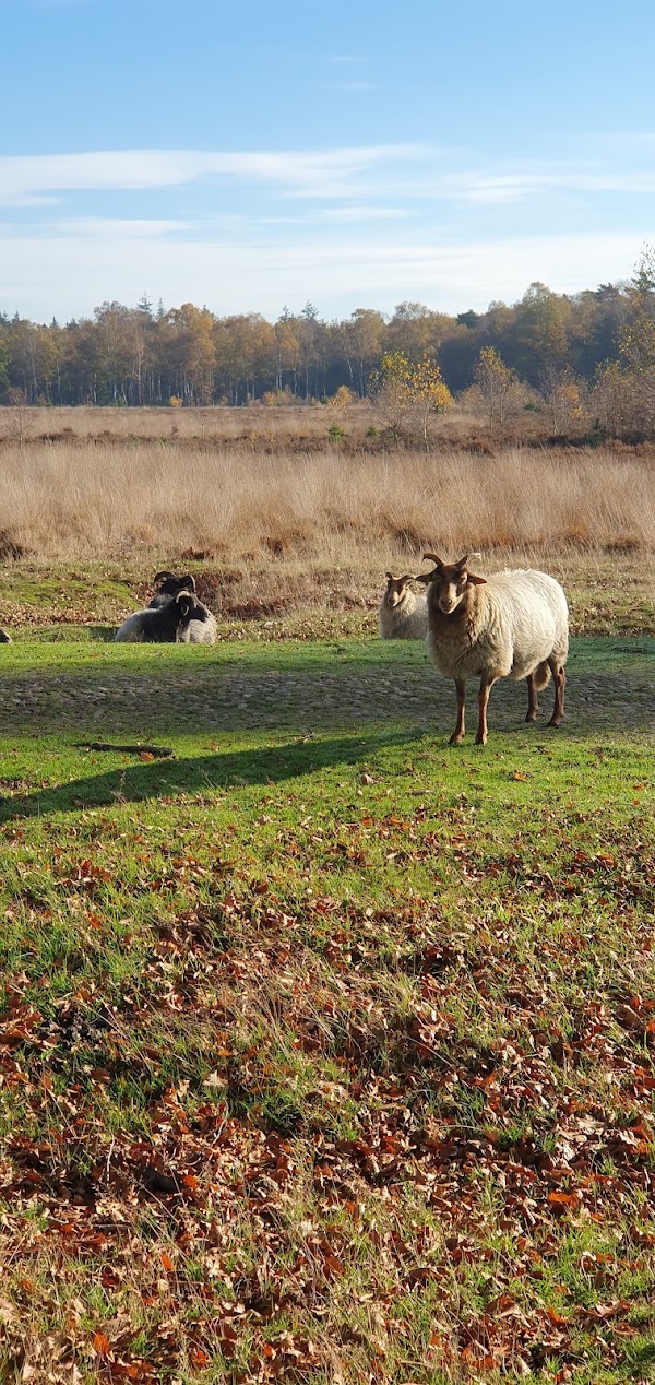 Boswachterij Odoorn 2