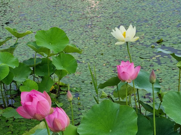 Theme Gardens
