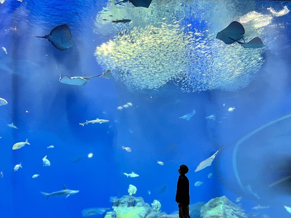 Aqua World Ibaraki Oarai Aquarium 1