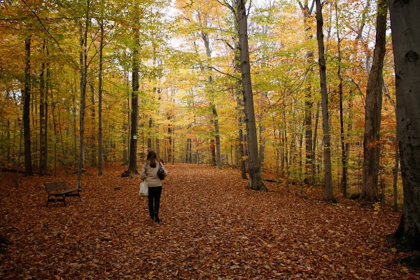 Morgan Arboretum