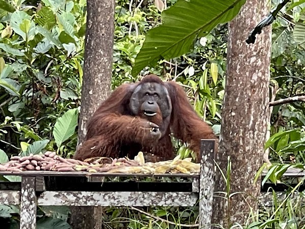 Camp Leakey 4