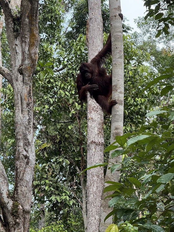 Camp Leakey 3