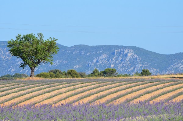 Plateau de Valensole