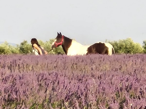 Plateau de Valensole 5