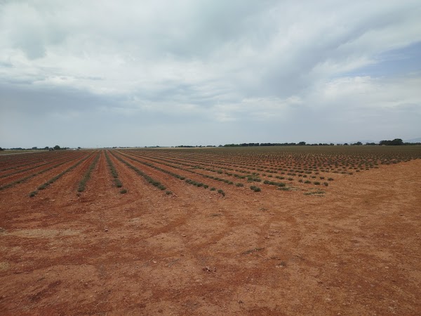 Plateau de Valensole 4
