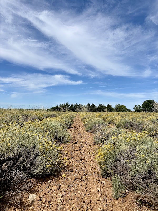 Plateau de Valensole 3