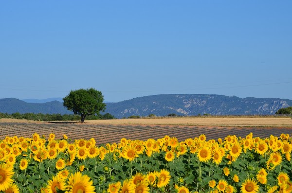 Plateau de Valensole 2