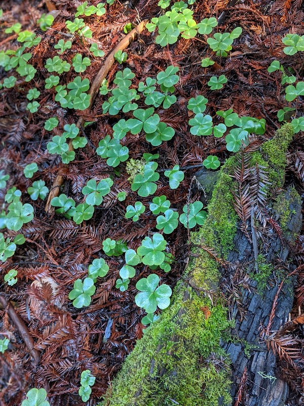 Armstrong Redwoods State Natural Reserve 2