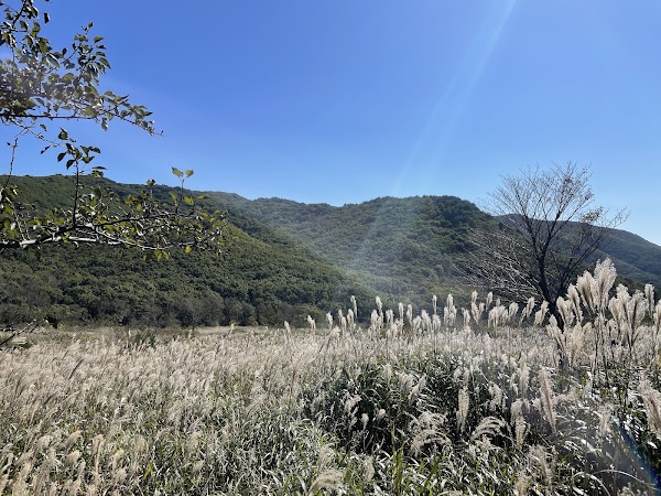 사자평고원 억새밭 1