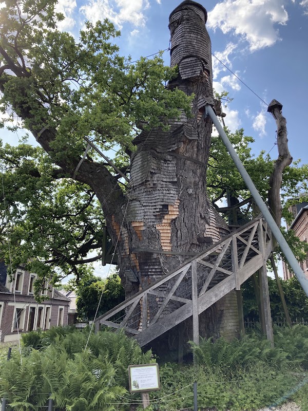 Chêne chapelle ou Chêne d'Allouville 1