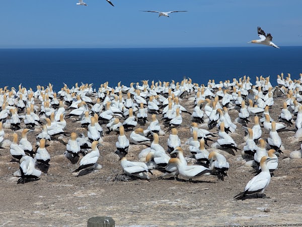 Gannet colony