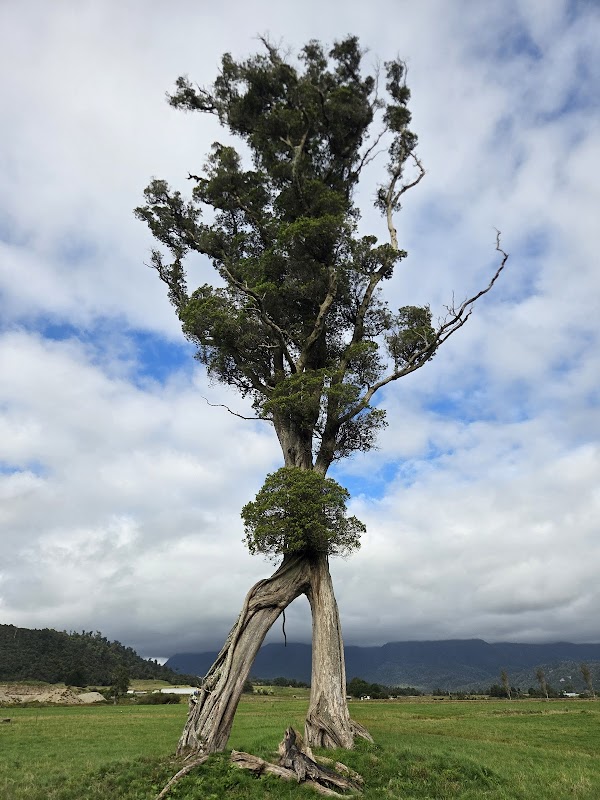 Karamea Walking Tree