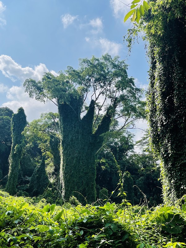 Bukit Brown 'Avatar' Trees 1