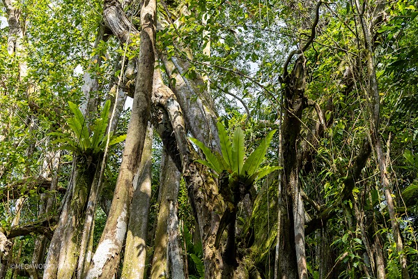 Bukit Brown 'Avatar' Trees 3