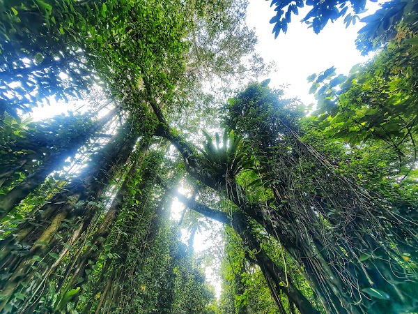 Bukit Brown 'Avatar' Trees 2