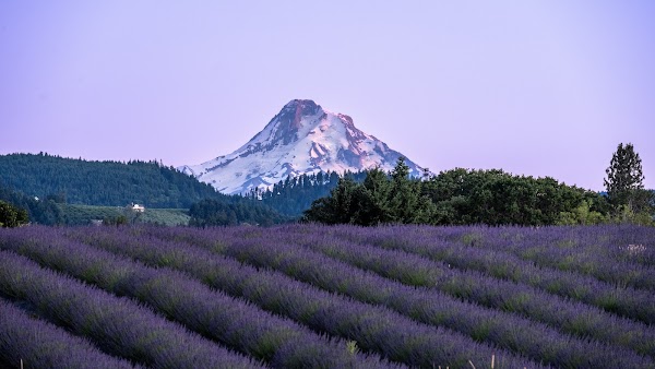Hope Ranch Lavender 1