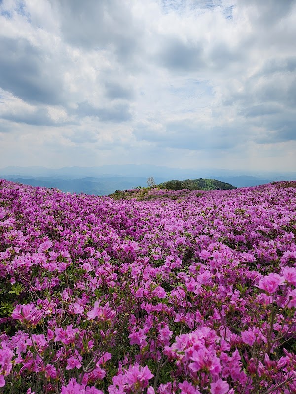 황매산 제1철쭉군락지