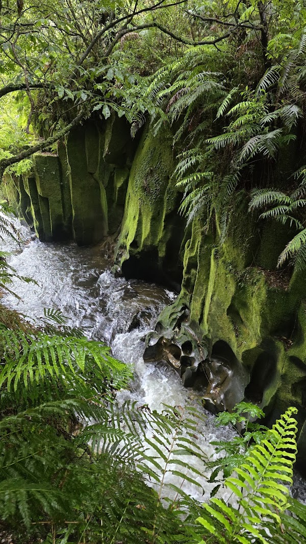 Whirinaki Forest Park
