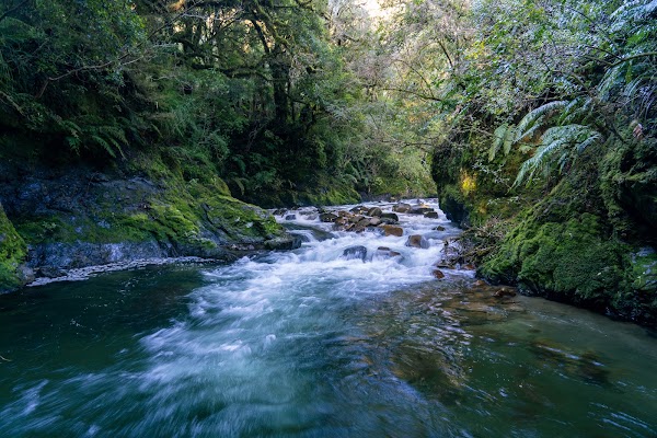 Whirinaki Forest Park 5
