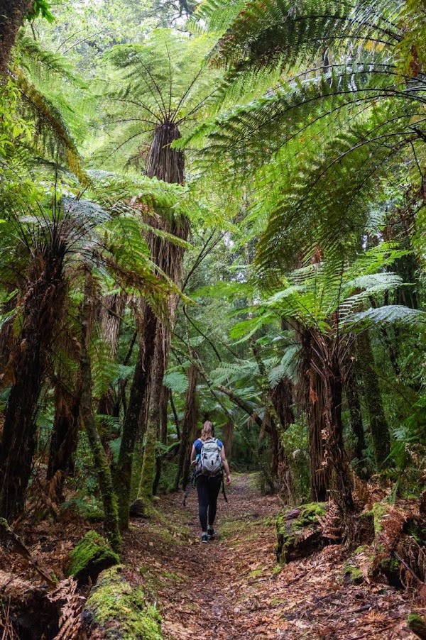 Whirinaki Forest Park 4