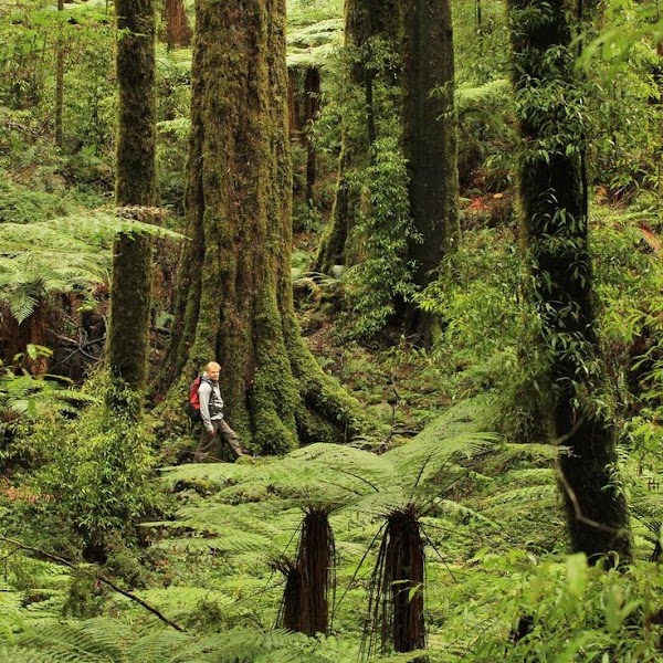 Whirinaki Forest Park 3