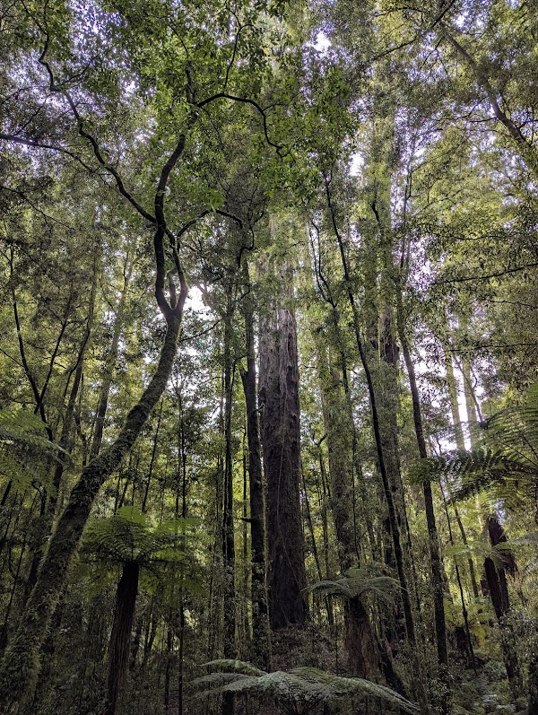 Whirinaki Forest Park 2