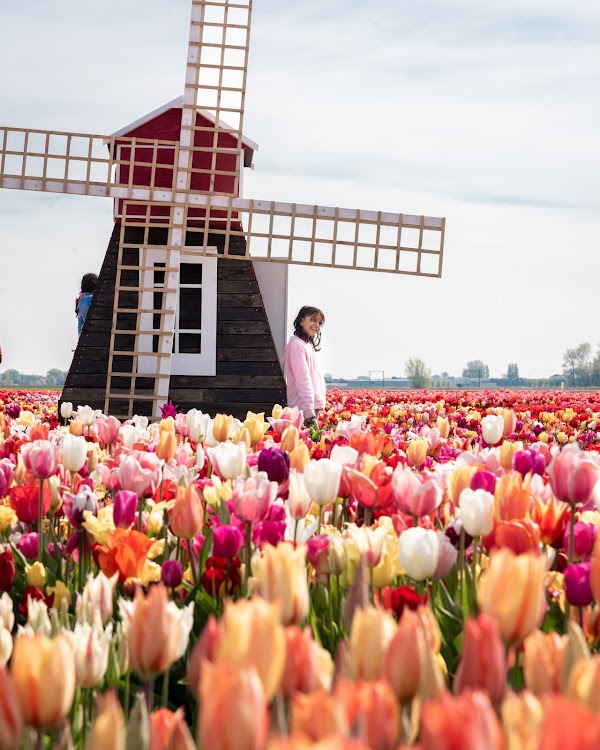Tulip Experience Amsterdam