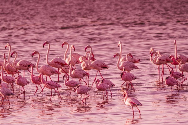 Walvis Bay Salt Works 3