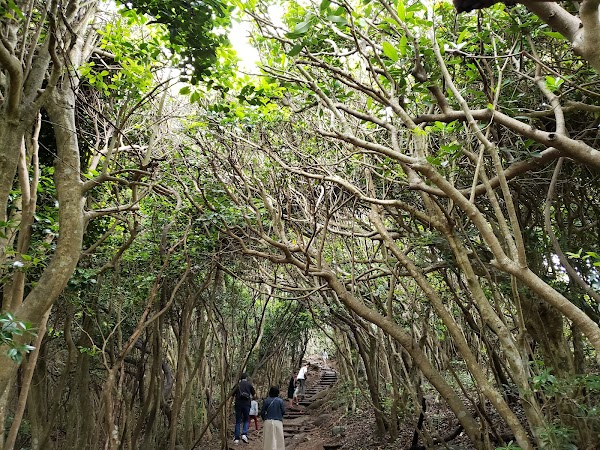 Itoshima's Totoro Forest 1