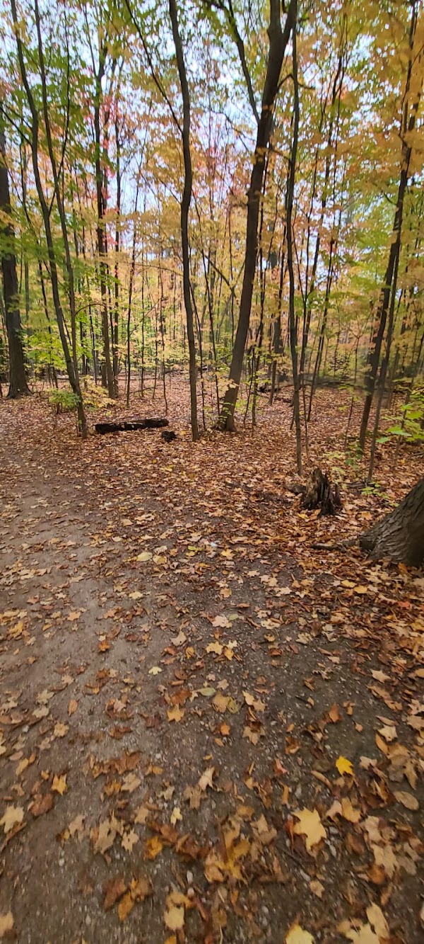 Sugar Maple Woods Trail 1
