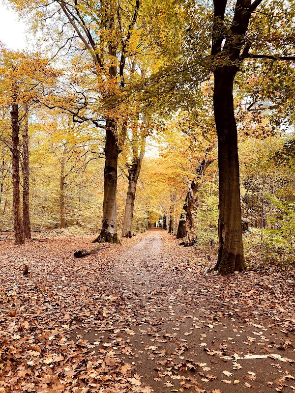 Oisterwijkse Bossen en Vennen 4